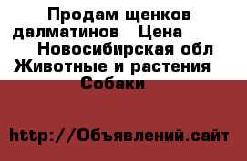 Продам щенков далматинов › Цена ­ 6 500 - Новосибирская обл. Животные и растения » Собаки   